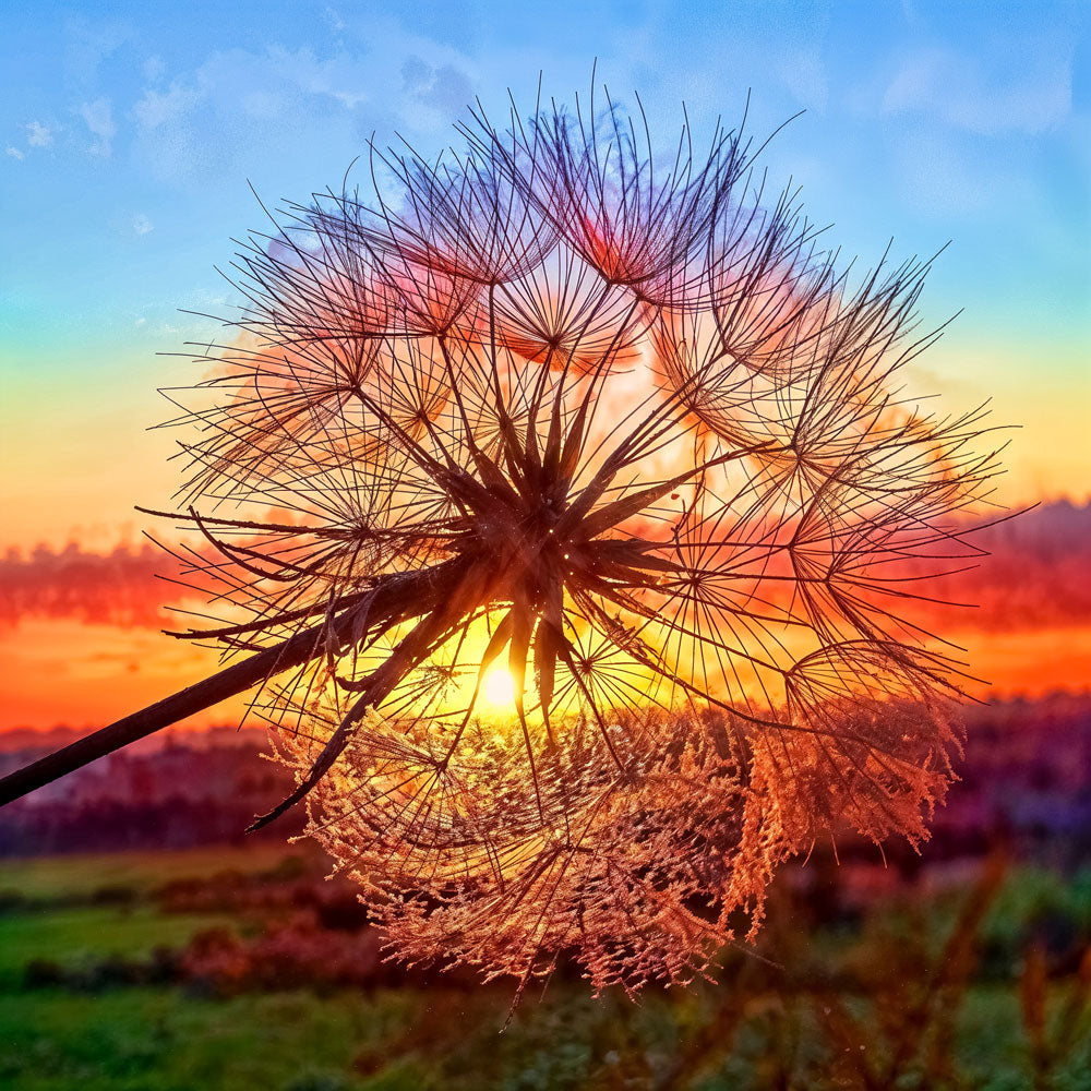 5D Diamond Painting – Pusteblume bei Sonnenuntergang Unique-Diamond